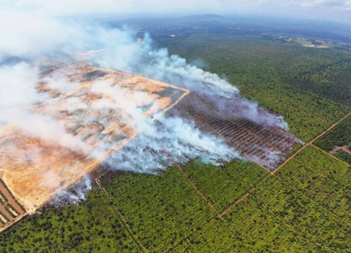 76 hektar ladang sawit terbakar