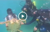 Sabah takes firm action against sea turtle harassment at Pulau Manukan