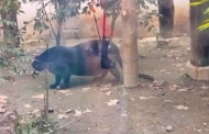 Selepas cat keldai jadi kuda belang, kini harimau kumbang obes pula jadi perhatian di zoo China