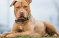 Lelaki cedera ‘ditembak’ anjing peliharaan sendiri di Tennessee