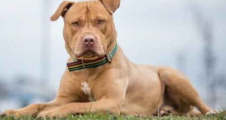 Lelaki cedera ‘ditembak’ anjing peliharaan sendiri di Tennessee