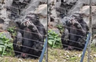 Zoo di China siasat video cimpanzi merokok