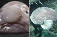 Ikan paling hodoh di dunia, Blobfish dinobatkan ikon ikan New Zealand
