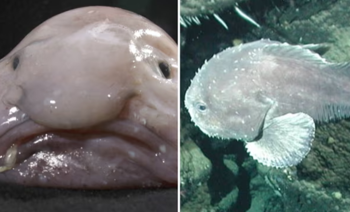 Ikan paling hodoh di dunia, Blobfish dinobatkan ikon ikan New Zealand