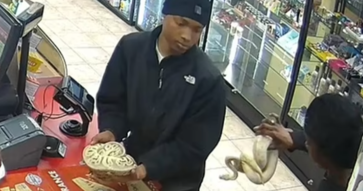 Penjenayah guna ular sawa rompak minyak di Tennessee