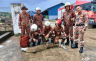 Bomba tangkap buaya di longkang dekat pasar raya di S'kan