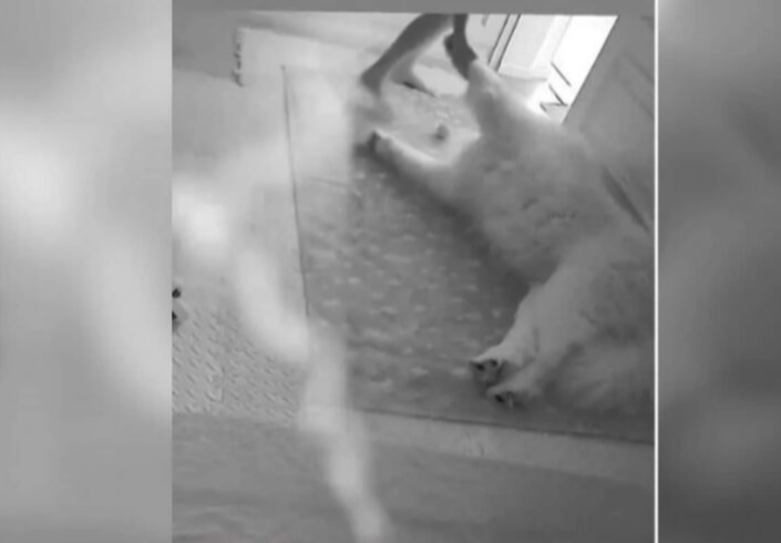 Anjing selamba tidur ketika gempa gegar Thailand