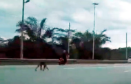 Beruk lapar gigit penunggang motosikal