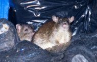 Tentera Britain tangani ‘serangan tikus’ di Birmingham