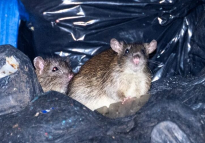 Tentera Britain tangani ‘serangan tikus’ di Birmingham