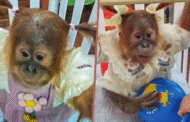 Zoo China dikecam ‘dandan’ anak cimpanzi