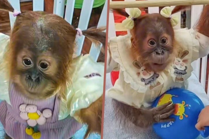 Zoo China dikecam ‘dandan’ anak cimpanzi