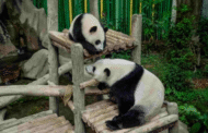 Zoo Negara dijadual terima panda baharu pada Ogos 2025