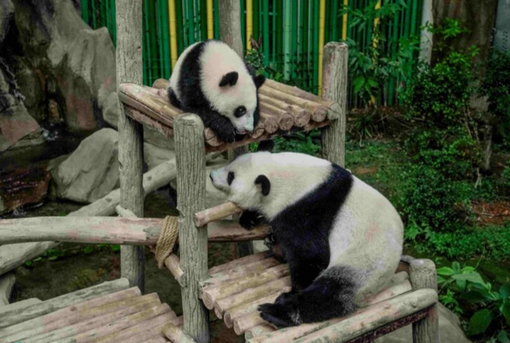 Zoo Negara dijadual terima panda baharu pada Ogos 2025