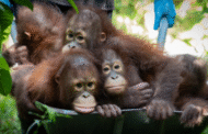 25 Years of Conservation: Orangutan Appeal UK marks milestone partnership in Sabah
