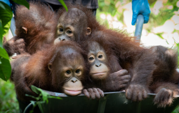 25 Years of Conservation: Orangutan Appeal UK marks milestone partnership in Sabah