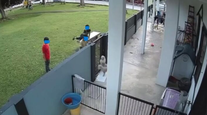 Anak kucing mati diseksa, tiga kanak-kanak dikecam