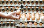 KPKM, KPDN terus pantau harga, bekalan telur ayam