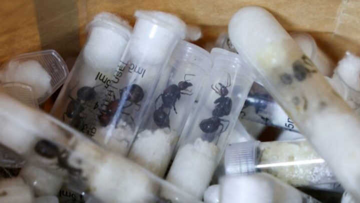 Remaja Belgium cuba seludup keluar 5,000 ekor semut di Kenya