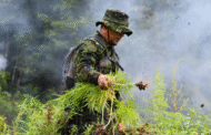 Indonesia kaji guna ganja dalam bidang perubatan
