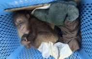 Lelaki Thailand ditahan cuba seludup anak orang utan