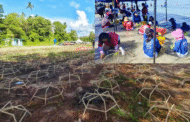 Sabah's largest coral planting event to enter MBR