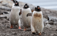 Najis penguin bantu sejukkan cuaca dunia