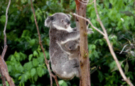 NGO desak Australia henti bunuh koala cedera