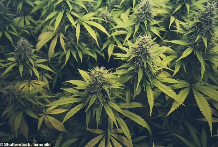 Datuk Bandar London sokong ganja dibenarkan di Britain
