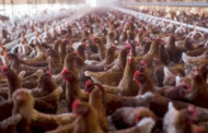 China larang import ayam Brazil elak selesema burung