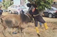 Warga emas patah rusuk ditanduk lembu ketika korban