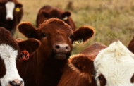 10 ekor anak lembu mati dipanah petir