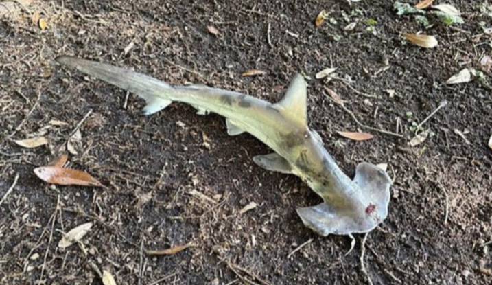 Lelaki terkejut jerung jatuh dari langit ketika bermain golf