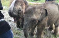 KePKAS backs wildlife film on Pygmy Elephants in Sabah