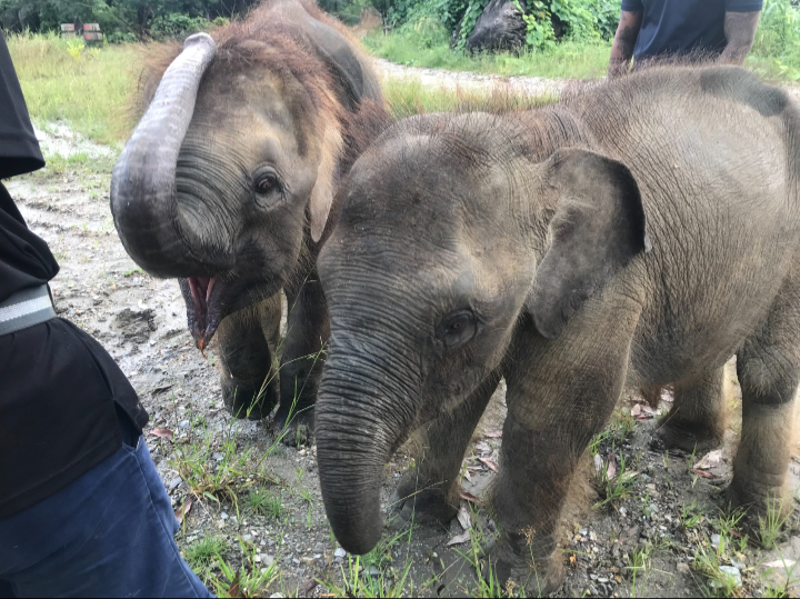 KePKAS backs wildlife film on Pygmy Elephants in Sabah