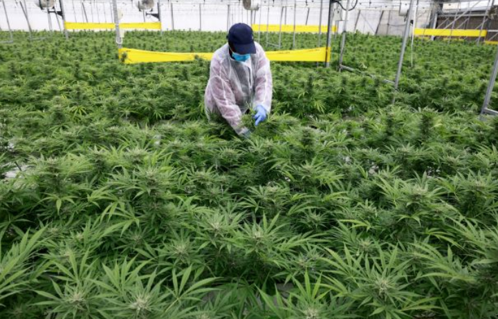 Thailand perketat penjualan ganja, fokus penggunaan perubatan