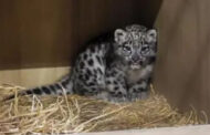 Anak harimau bintang salji pertama dilahirkan di UK