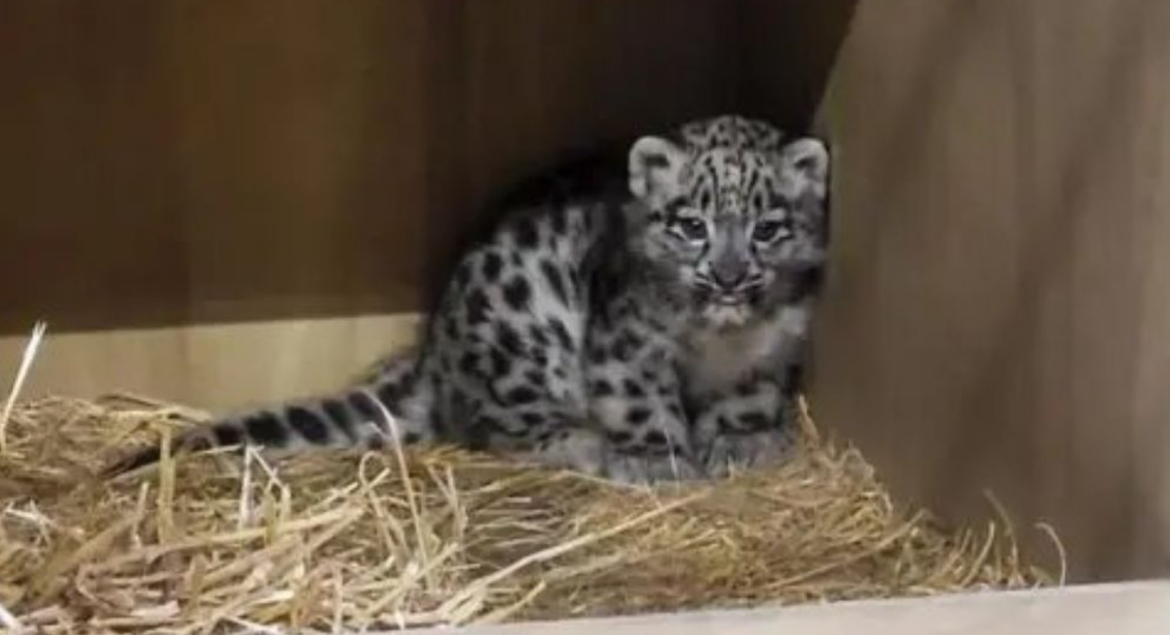 Anak harimau bintang salji pertama dilahirkan di UK