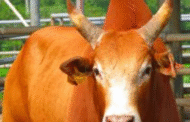 Lelaki maut ditendang lembu sebelum tercampak dalam sungai
