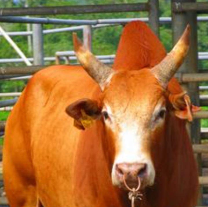 Lelaki maut ditendang lembu sebelum tercampak dalam sungai