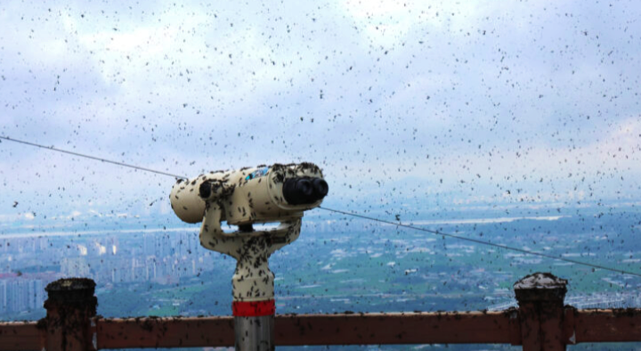 Korea Selatan diserang ‘lovebug’
