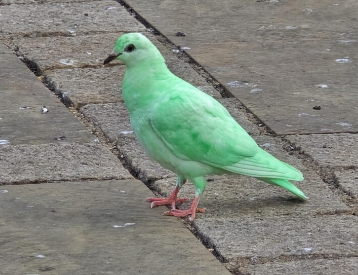 Burung merpati hijau terang cetus fenomena di TikTok