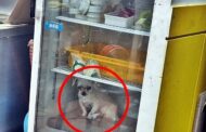 Pemilik restoran letak anjing dalam peti sejuk elak cuaca panas