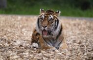 Zoo minta ‘sumbangan’ haiwan peliharaan untuk makanan pemangsa