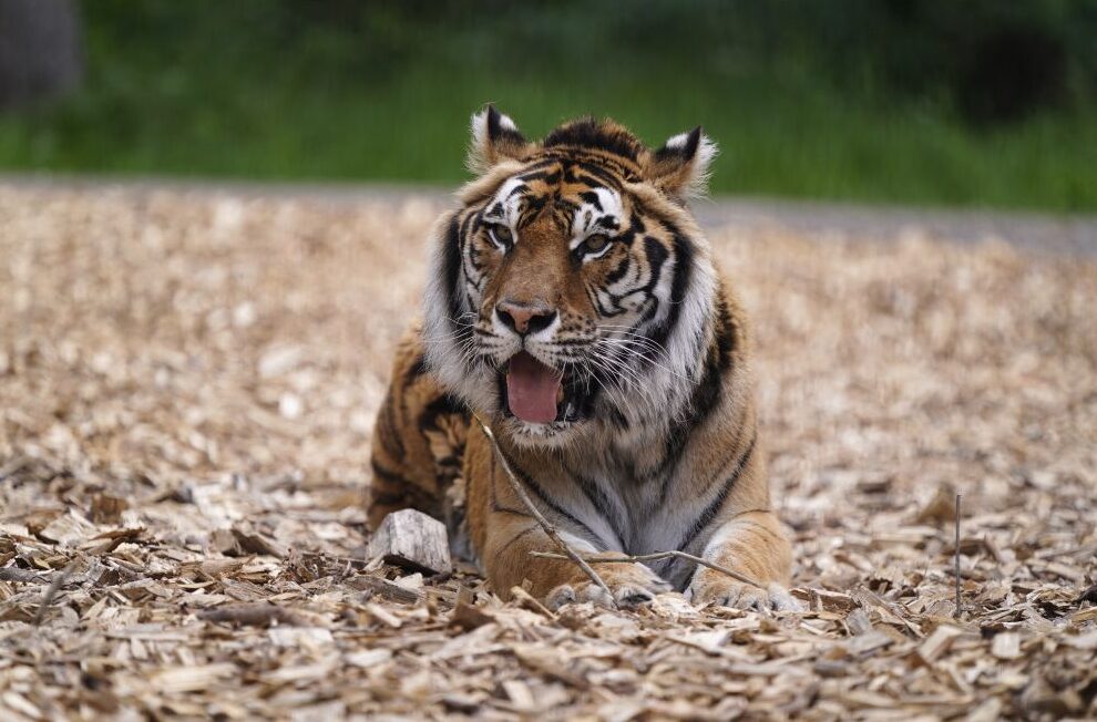 Zoo minta ‘sumbangan’ haiwan peliharaan untuk makanan pemangsa