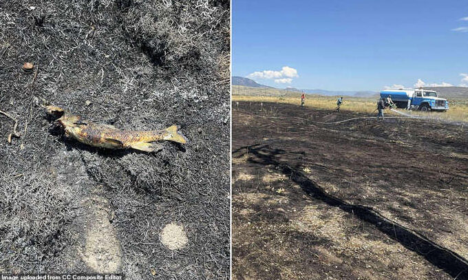 Bomba ‘tuduh’ ikan punca kebakaran di barat Kanada
