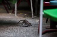 New York isytihar ‘perang’ terhadap tikus