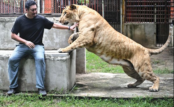 Hobi ekstrem bela singa jadi trend di Thailand