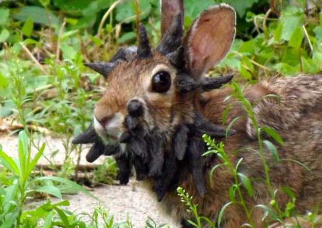 Fenomena ‘arnab bertanduk’ kejutkan penduduk Colorado