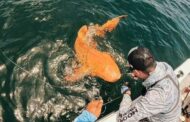 Ikan yu kuning emas kejutkan pemancing di Costa Rica